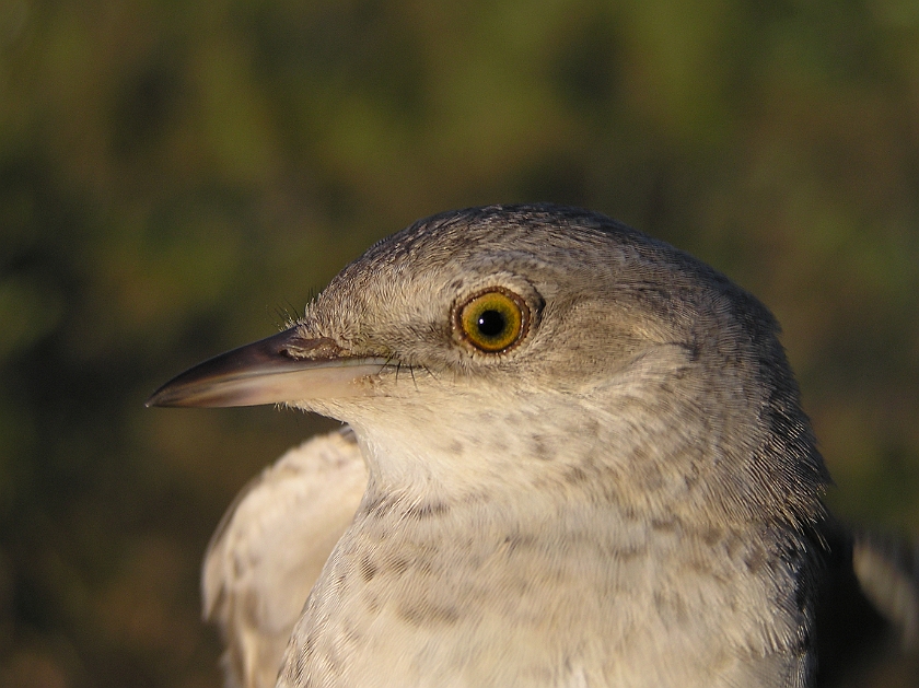 Barred Warbler, Sundre 20080604